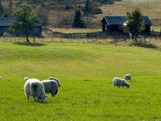 Norske produsenter i Valdres, but we do actually import most of our wool from Australia and New Zealand. 