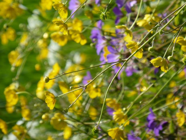 Markblomster